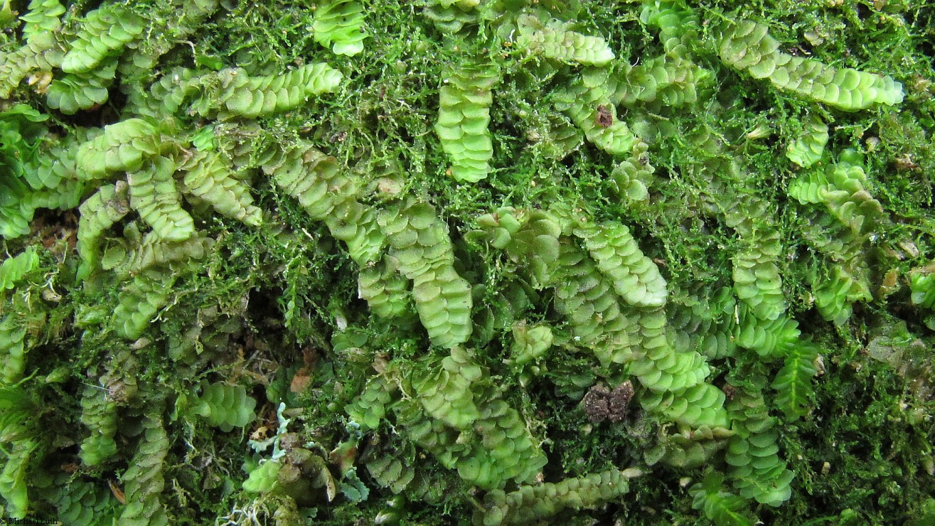 Представитель Семейства Calypogeiaceae